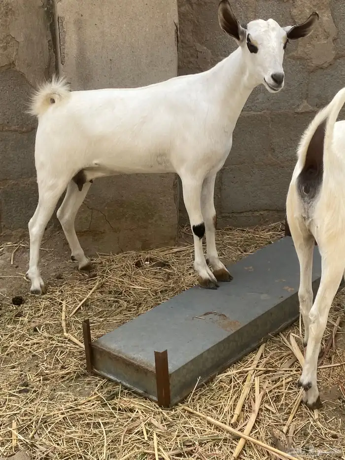 عناق بيشيه اصل ام واب 0