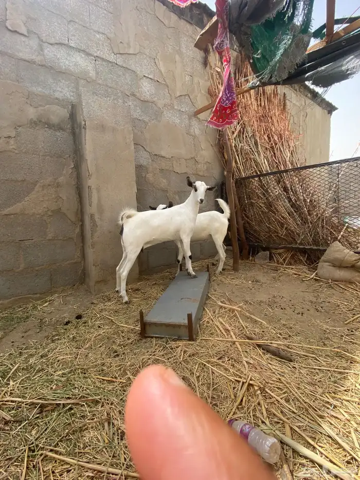 عناق بيشيه اصل ام واب 1