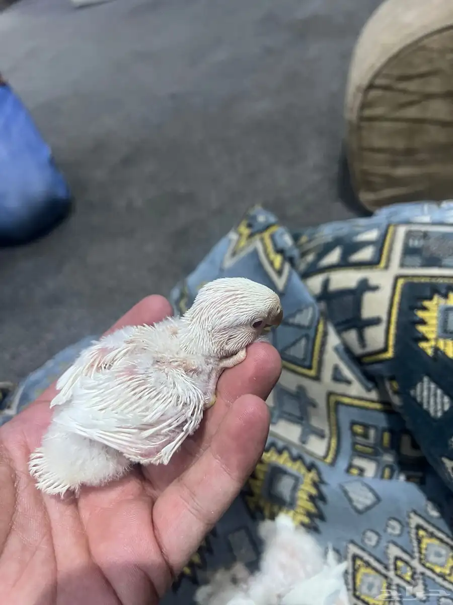 طبات ( فروخ ) روز 1