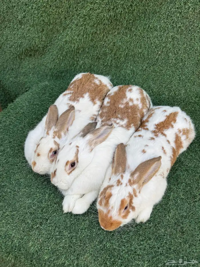 طقم ارانب بابيون الماني( تم البيع) 1