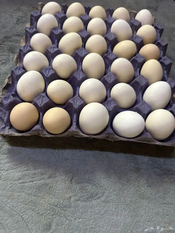 بيض عرب 0