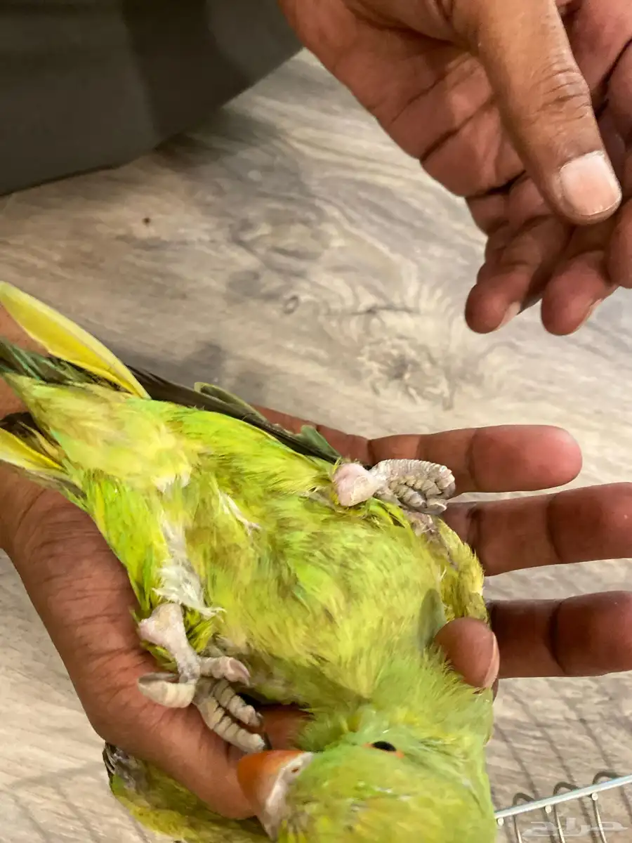 دره للبيع 4