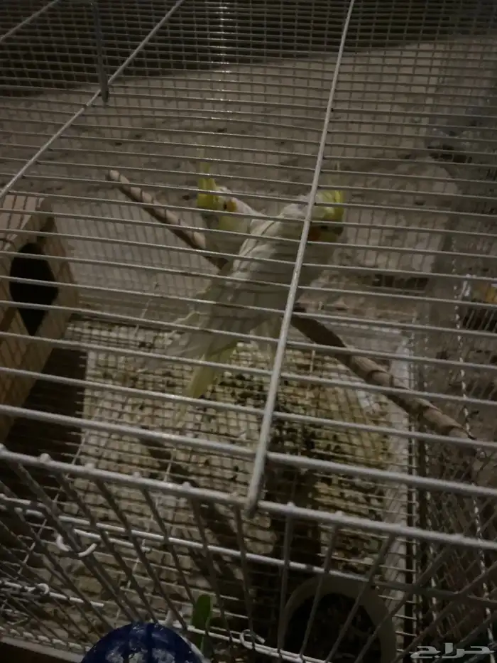 زوج كروان معه ثلاث بيضات منتج معه شبكه وصحته شرط ويغرد 9