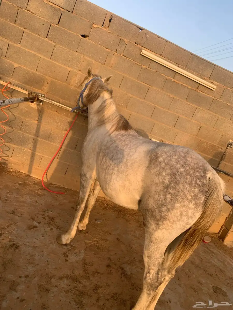 فرس 6