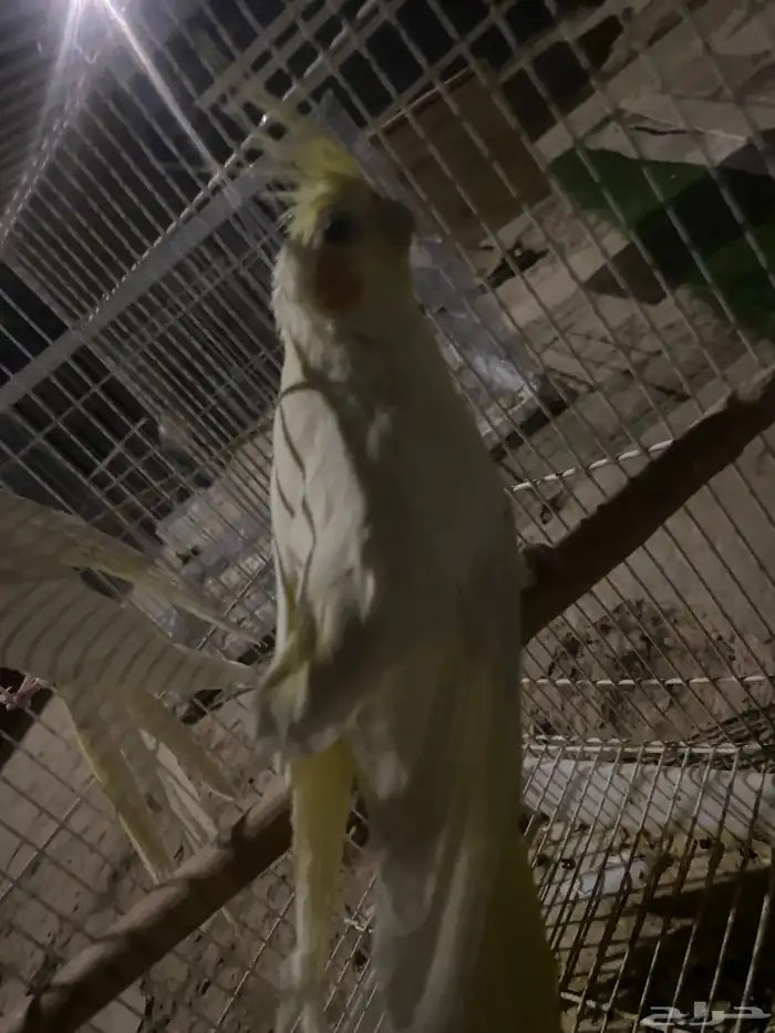 زوج كروان معه ثلاث بيضات منتج معه شبكه وصحته شرط ويغرد 8