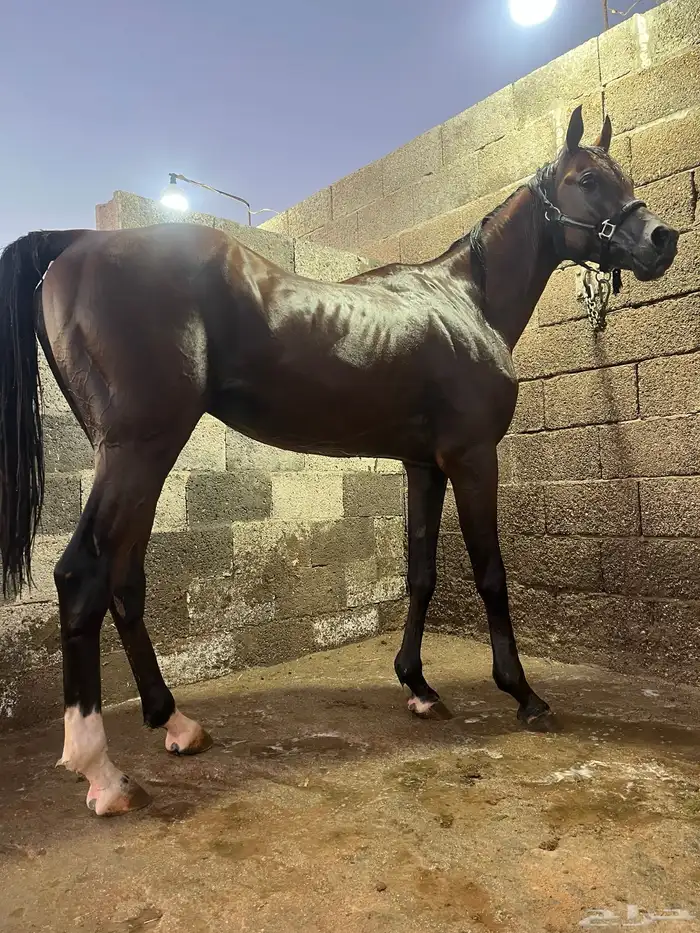 حصان واهو جميل 2