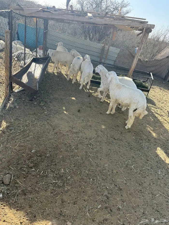 يوجد لدينا ذبائح حرية نظيفه تفريد 0