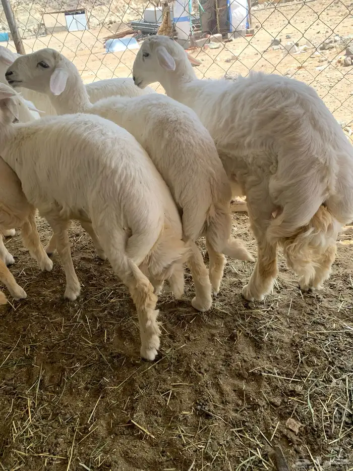 خرفان مبادي ومناسبات 1