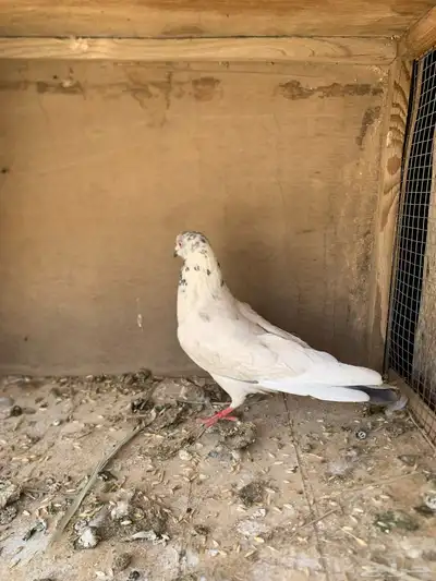 حمام هندي 0