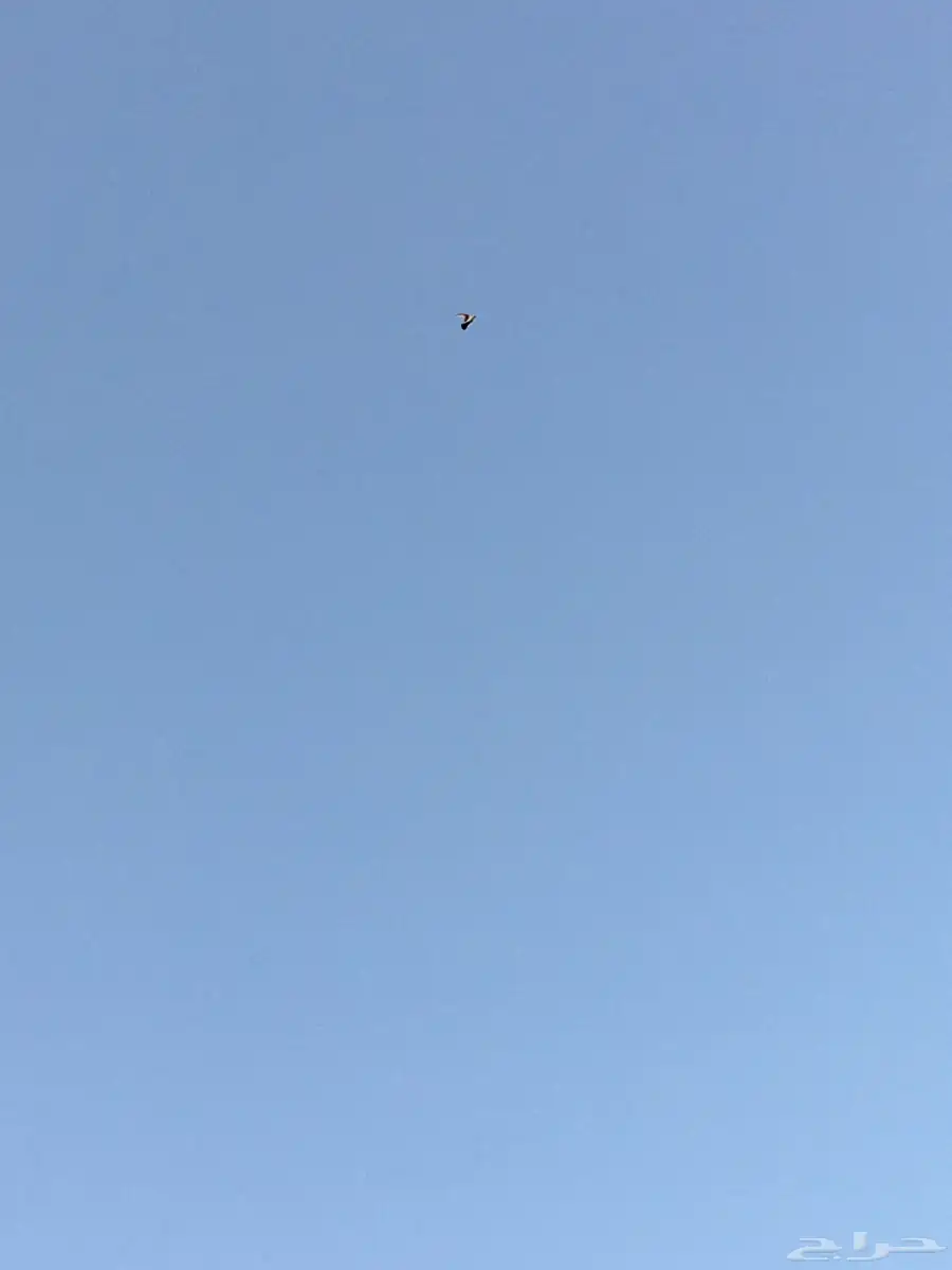 حمام باكستاني 2