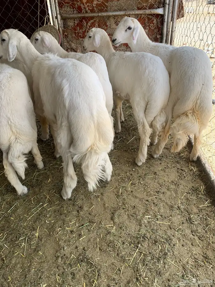 خرفان مبادي ومناسبات 0