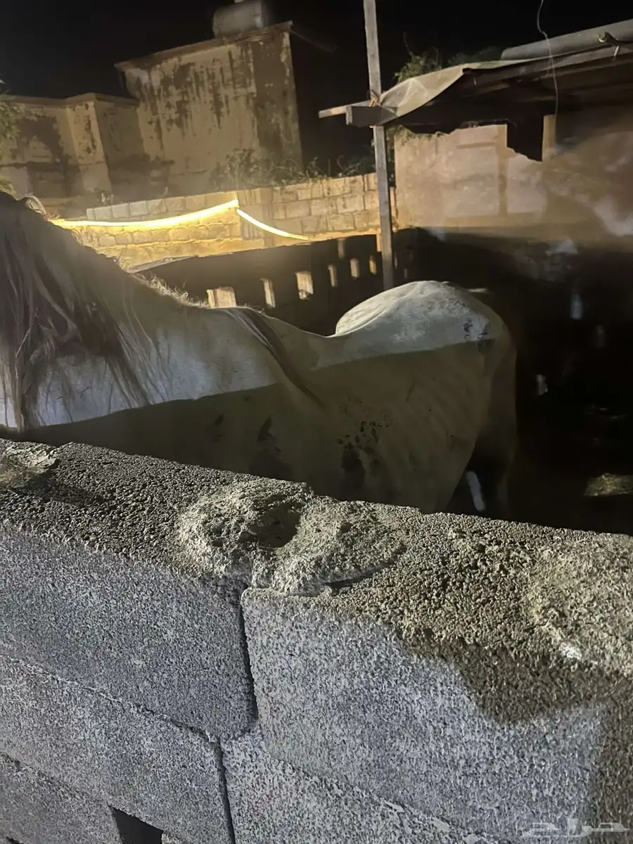 خيل شعبي 3