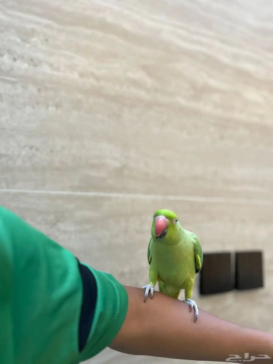 دره هندي 0
