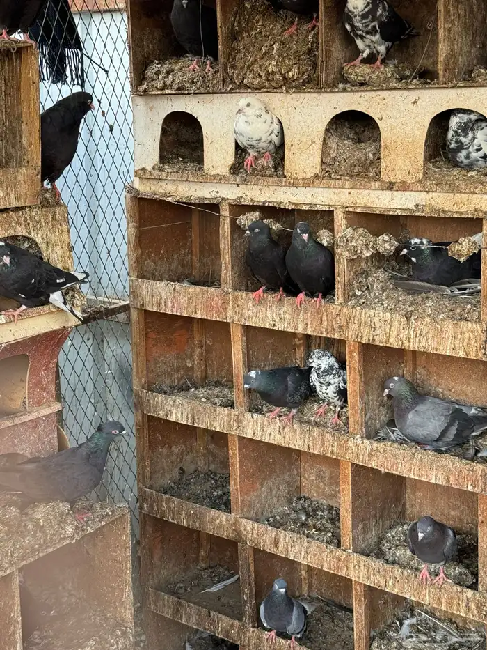 حمام قطايف 0
