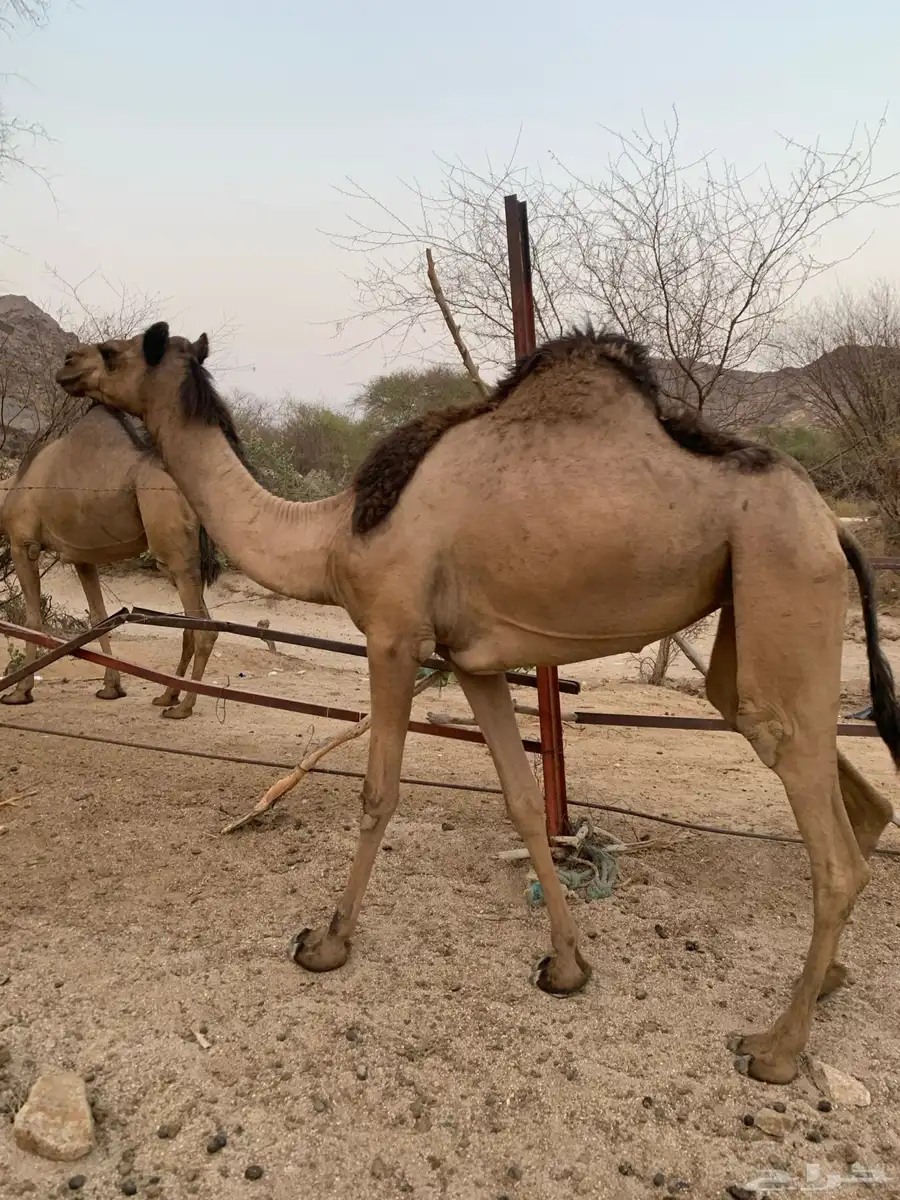 بكرة للبيع 1