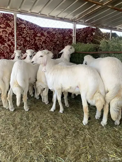 خرفان مبادي ومناسبات 6