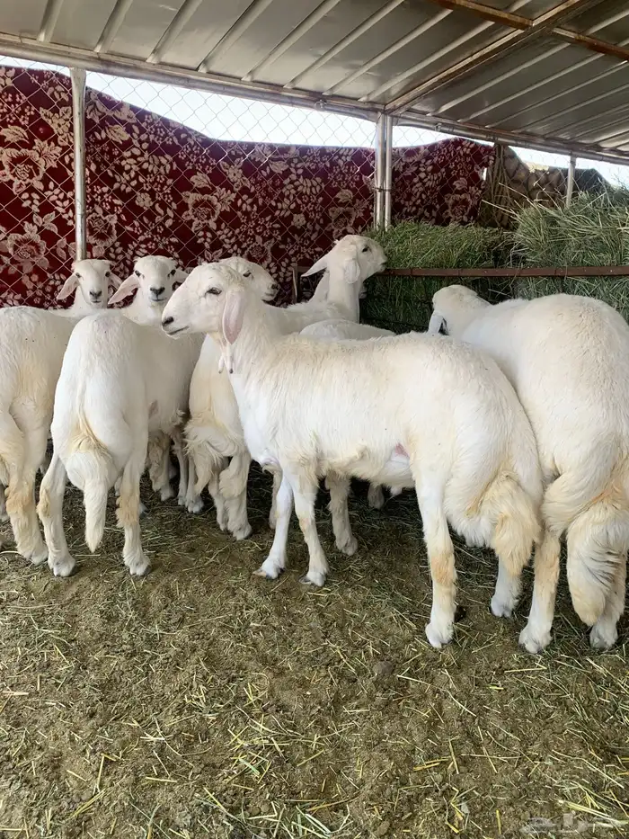 خرفان مبادي ومناسبات 6