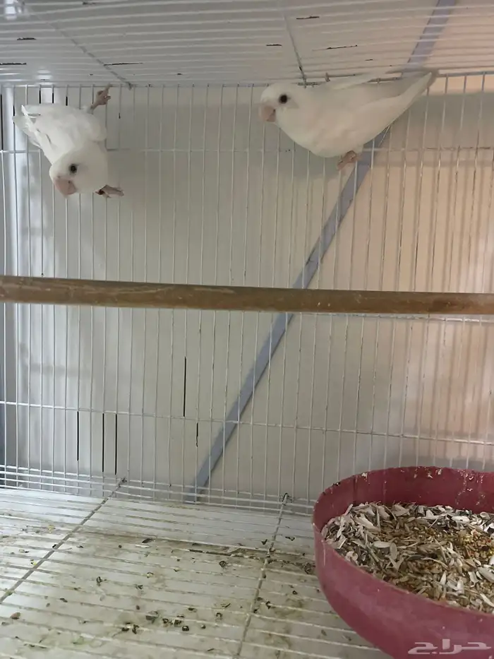 روز عدد جوزين الأبيض والأزرق جوز 1