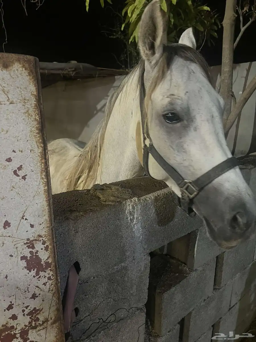 خيل شعبي 1
