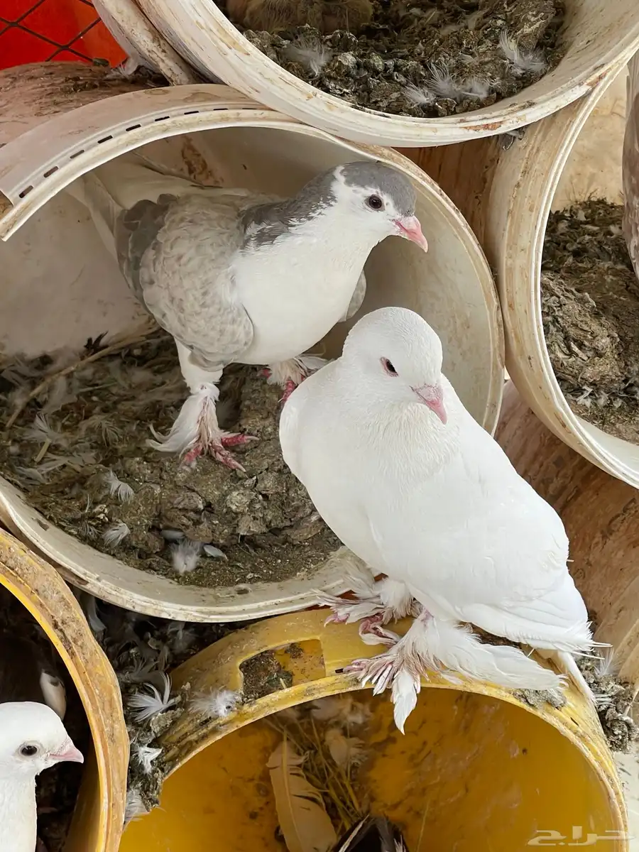 حمام منوع للبيع 1