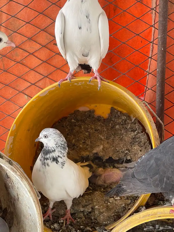 حمام منوع للبيع 5