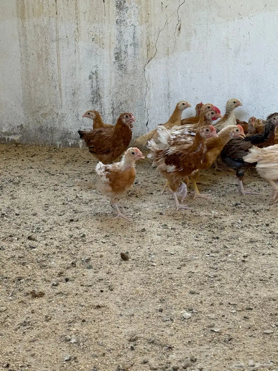 دجاج تركي 3