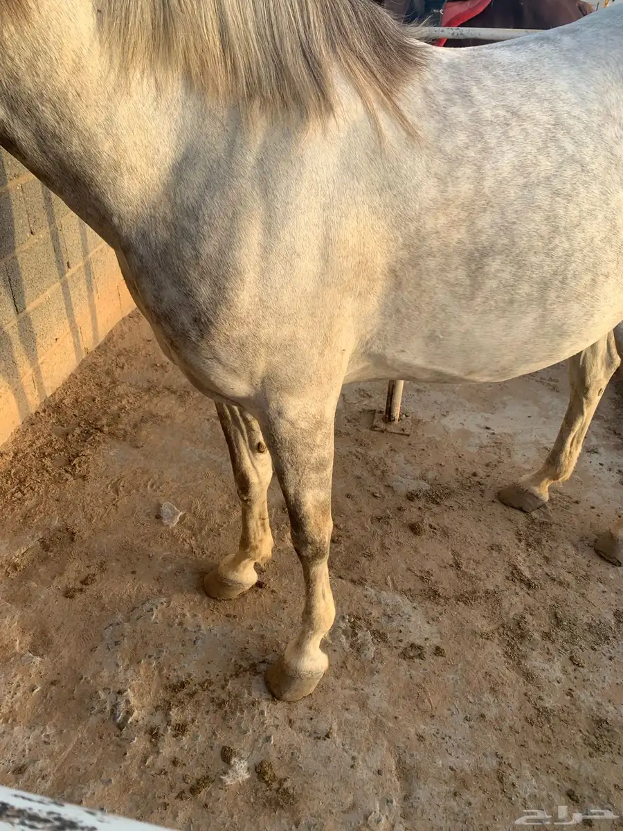 فرس 3
