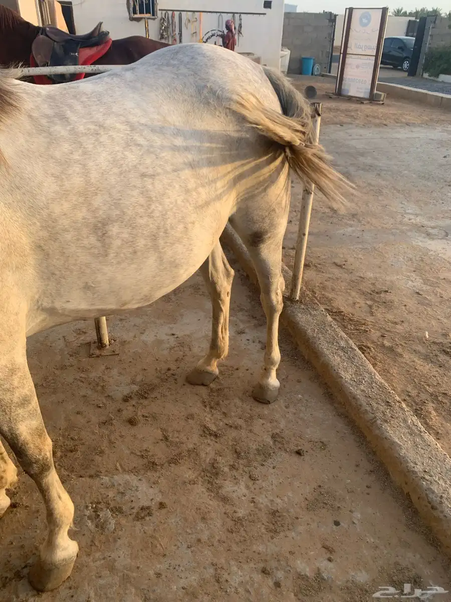 فرس 4