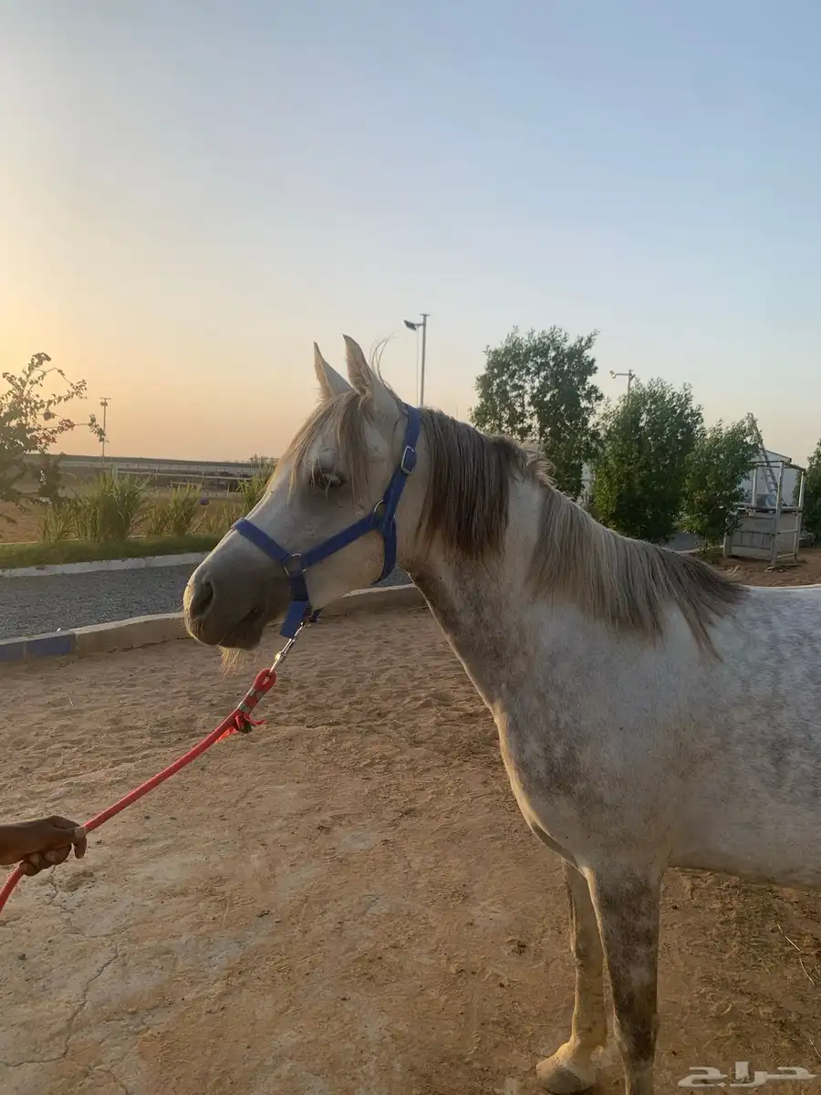 فرس 5