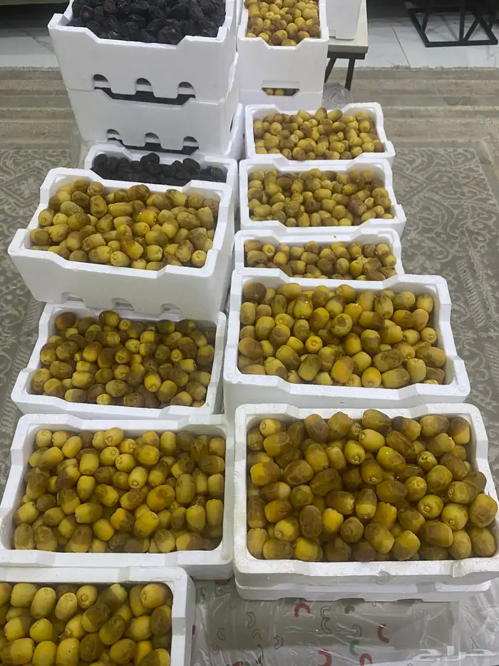 مناصيف روثانه 2