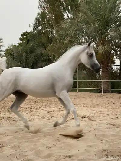 خيل واهو - مهرة 1