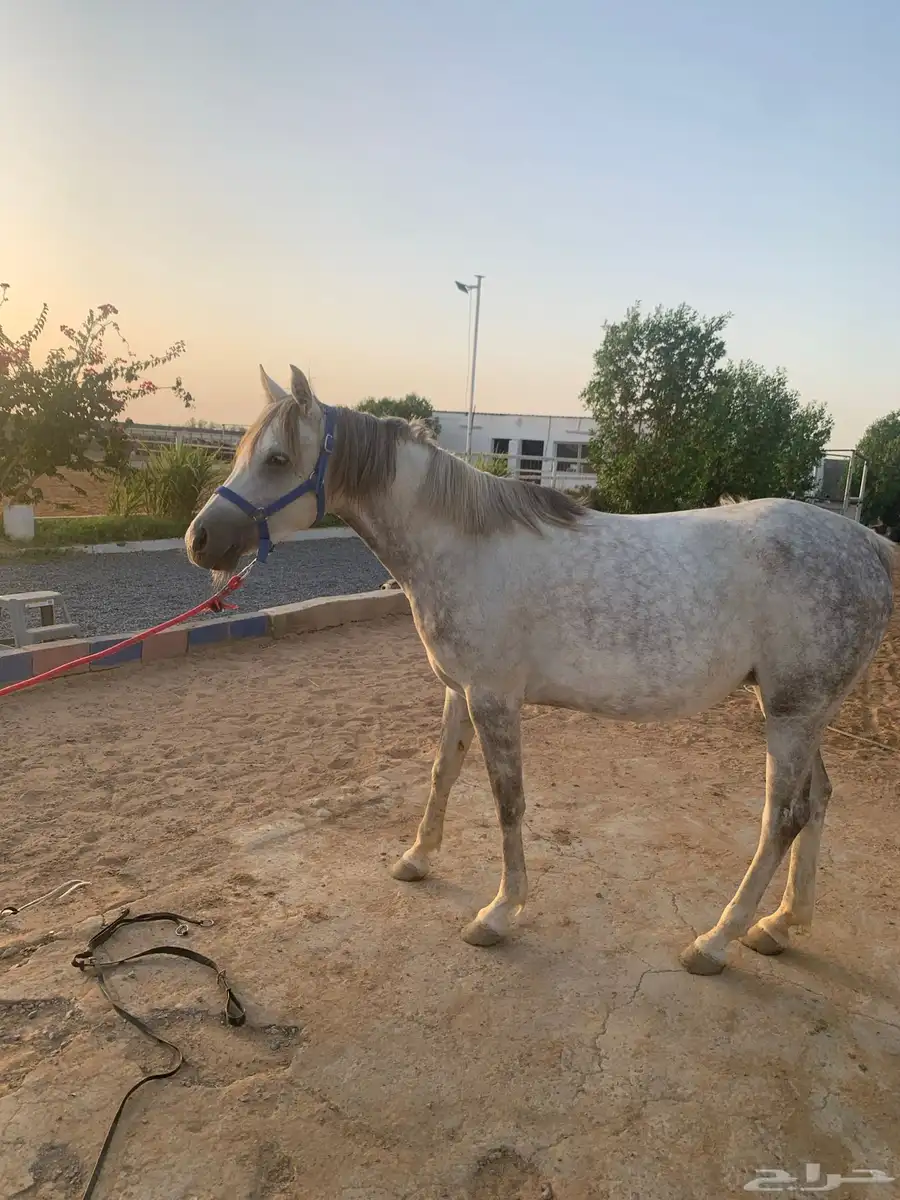 فرس 2