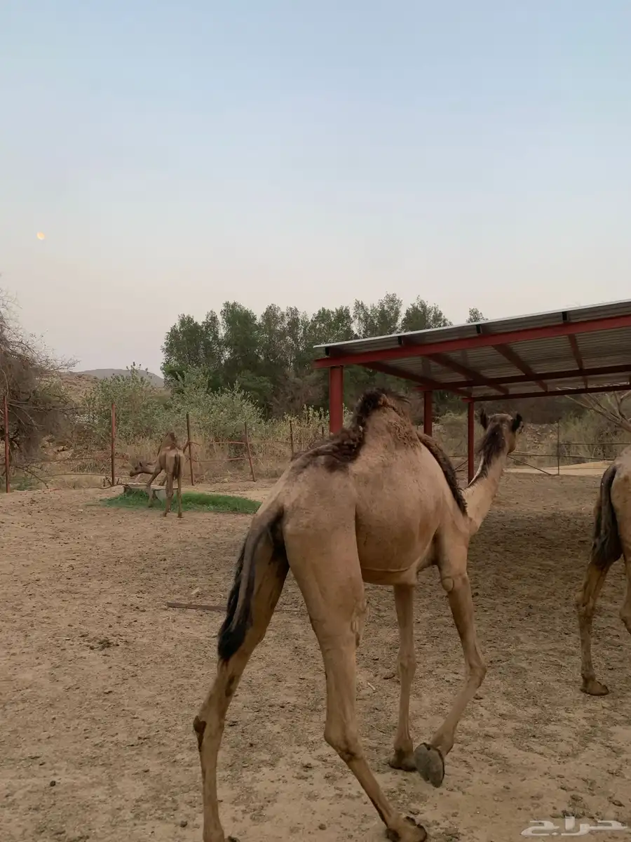 بكرة للبيع 2