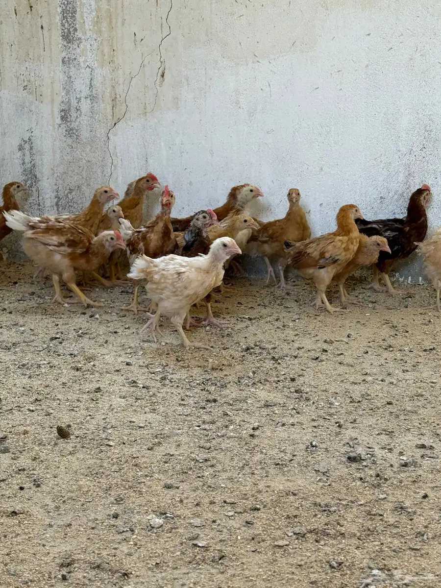 دجاج تركي 0