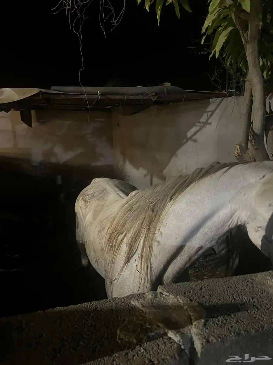 خيل شعبي 0