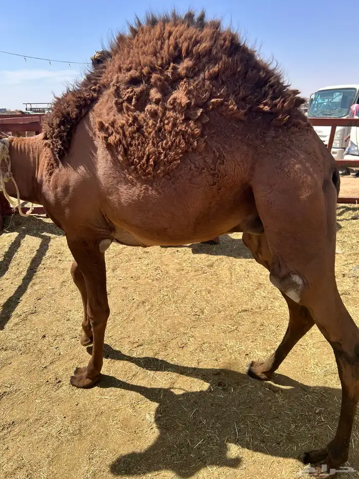 قعدان بلدي كفو زوجات 4