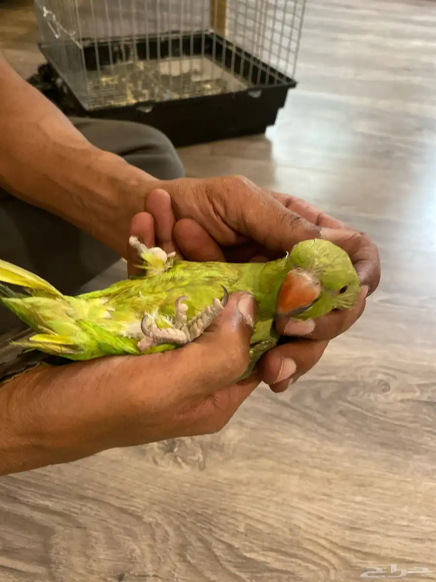 دره للبيع 3