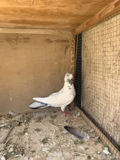 حمام هندي 2