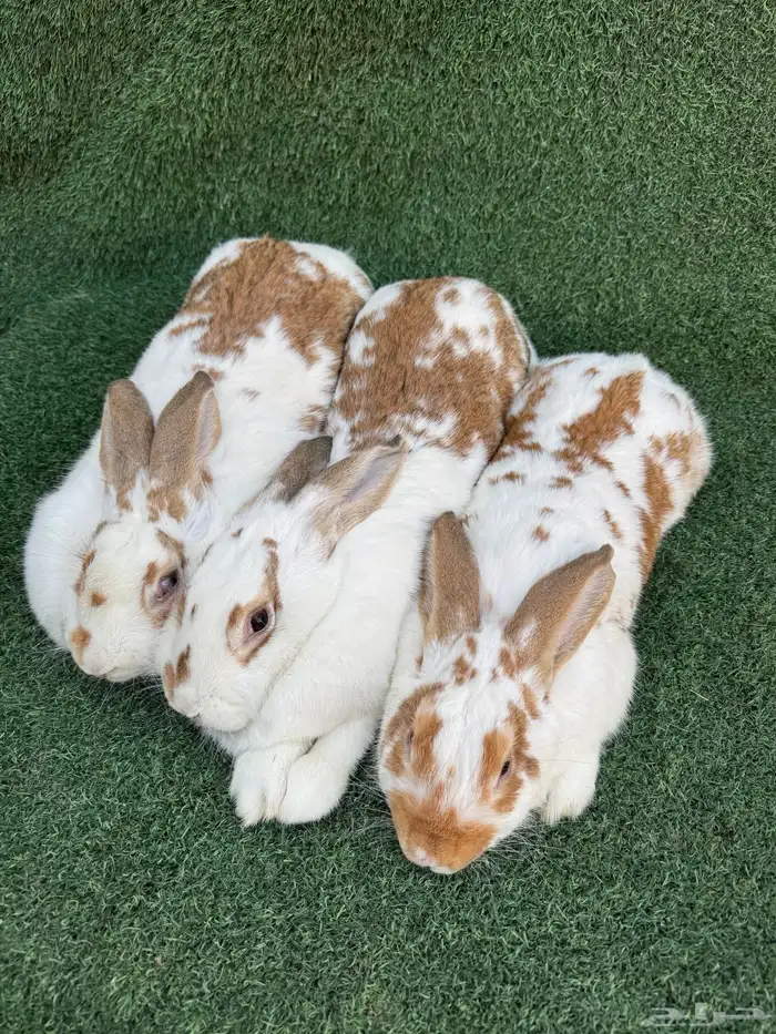 طقم ارانب بابيون الماني( تم البيع) 2