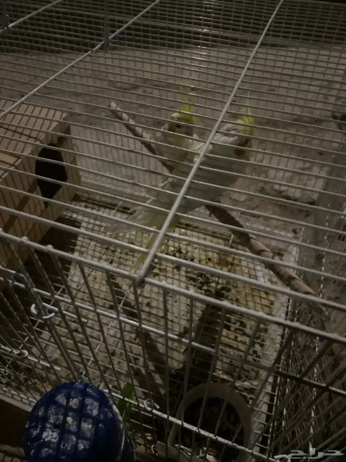 زوج كروان معه ثلاث بيضات منتج معه شبكه وصحته شرط ويغرد 10