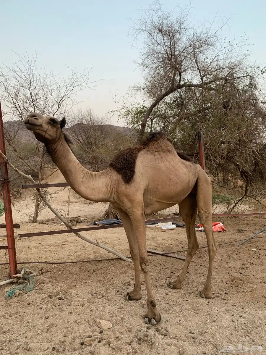 بكرة للبيع 0