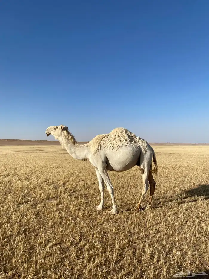 ركبي معروض 0