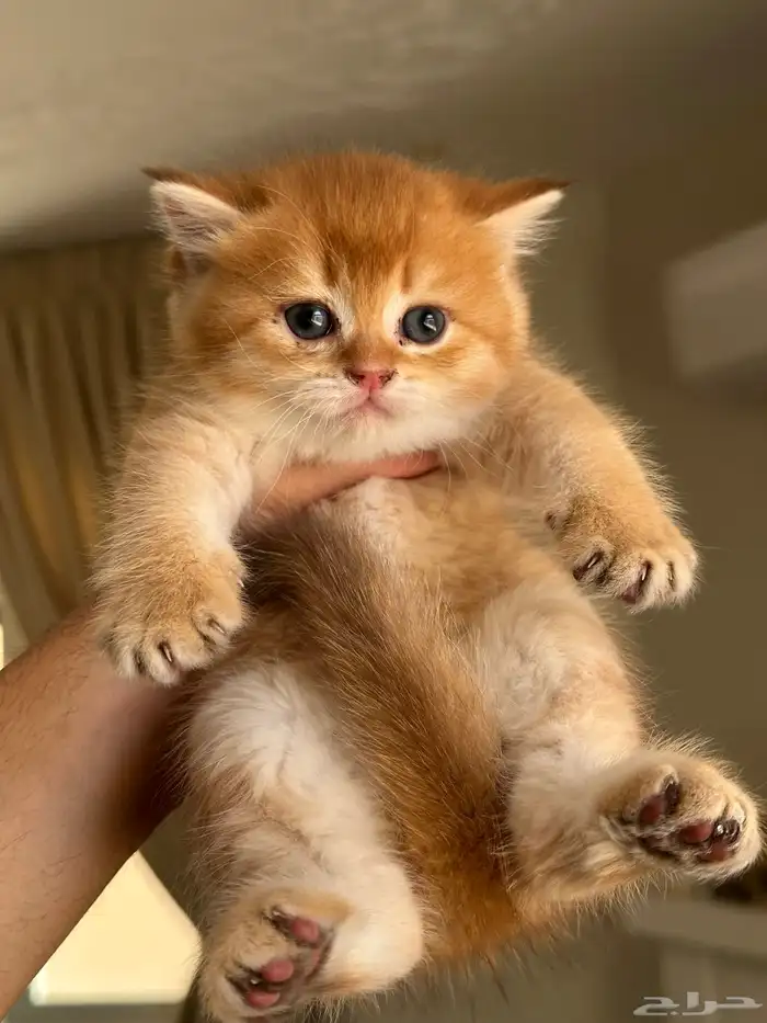 سكوتش فولد ستريت ( تم البيع ) 1