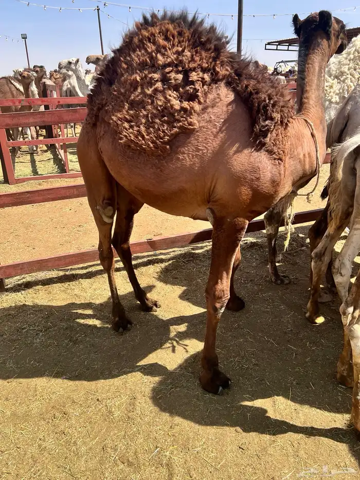 قعدان بلدي كفو زوجات 2