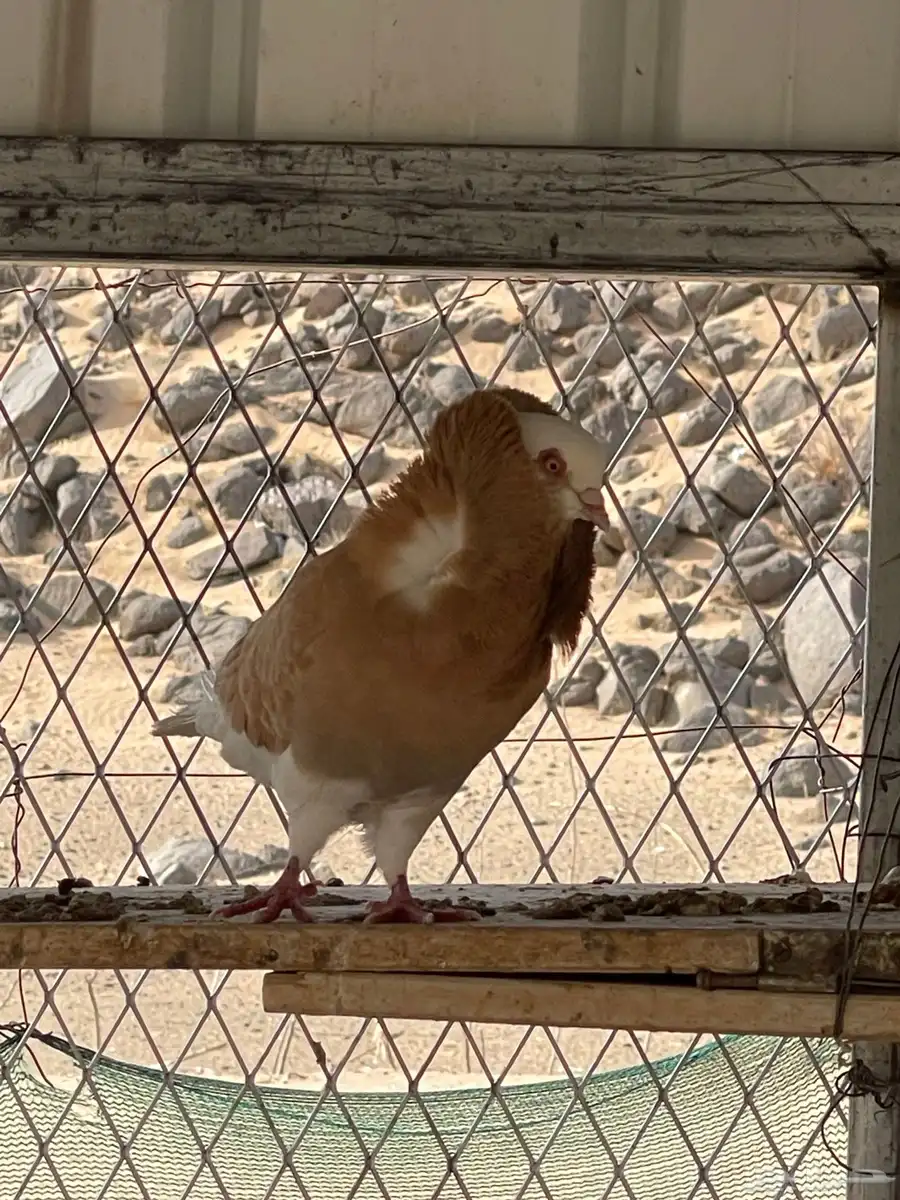 حمام بلجيكي زوج 1