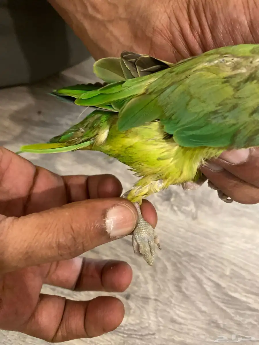 دره للبيع 5