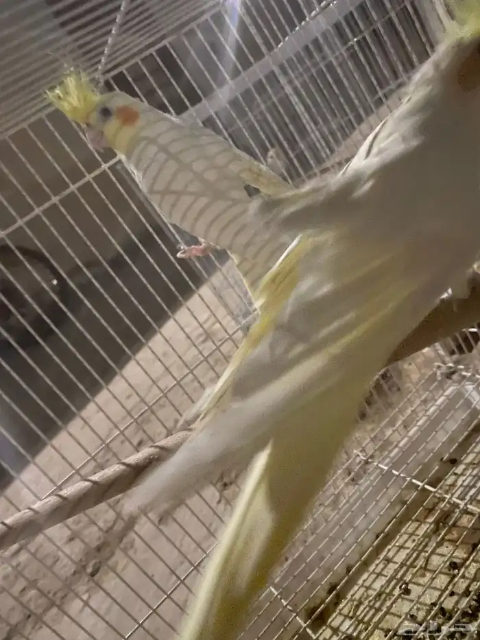 زوج كروان معه ثلاث بيضات منتج معه شبكه وصحته شرط ويغرد 7