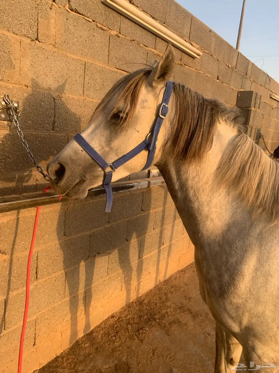 فرس 7