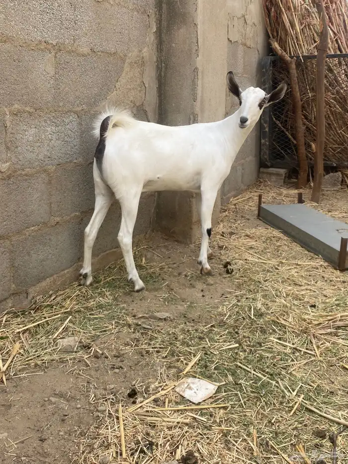 عناق بيشيه اصل ام واب 3