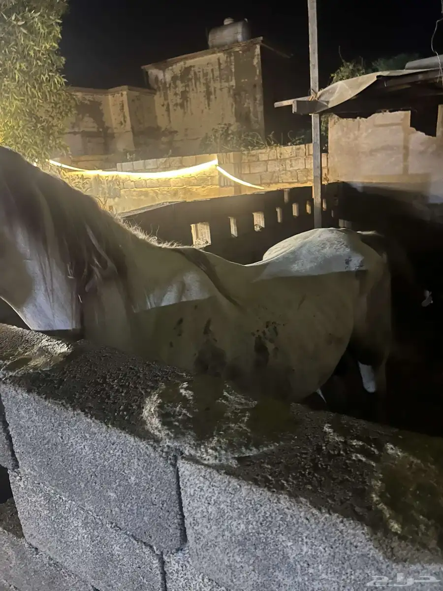 خيل شعبي 2